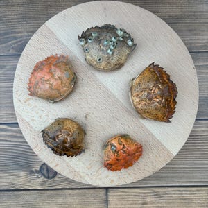 May include: Five crab shells on a wooden surface. The shells are various shades of brown, orange, and gray. Some of the shells have small, white spots.