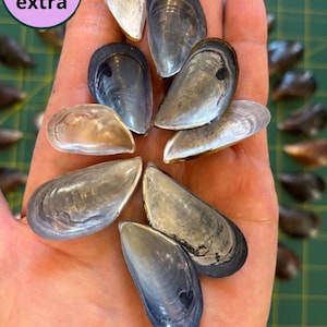 May include: A collection of small, smooth, iridescent mussel shells with dark blue and grey exteriors and pearlescent interiors. The shells are arranged in a cluster, displaying their concave shapes and natural textures. A circular graphic with the text + 10% extra is visible in the upper left corner.