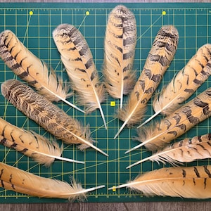 Real Feathers of  Eurasian eagle owl  - One Feather - Large  Size - Natural  Feathers - Natural Moulting -  Zoo