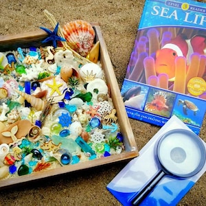 Ocean Study Sensory Bin: Montessori Earth Science, Sea Treasures, Waldorf Seasonal Table