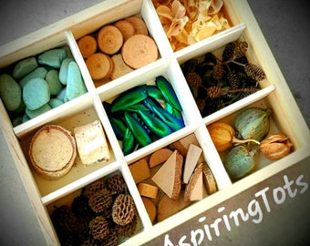 AspiringTots Nature Tray #2 Reggio- inspired Natural Loose Parts Toy Charlotte Mason Nature Study Waldorf Science Curiosity Cabinet