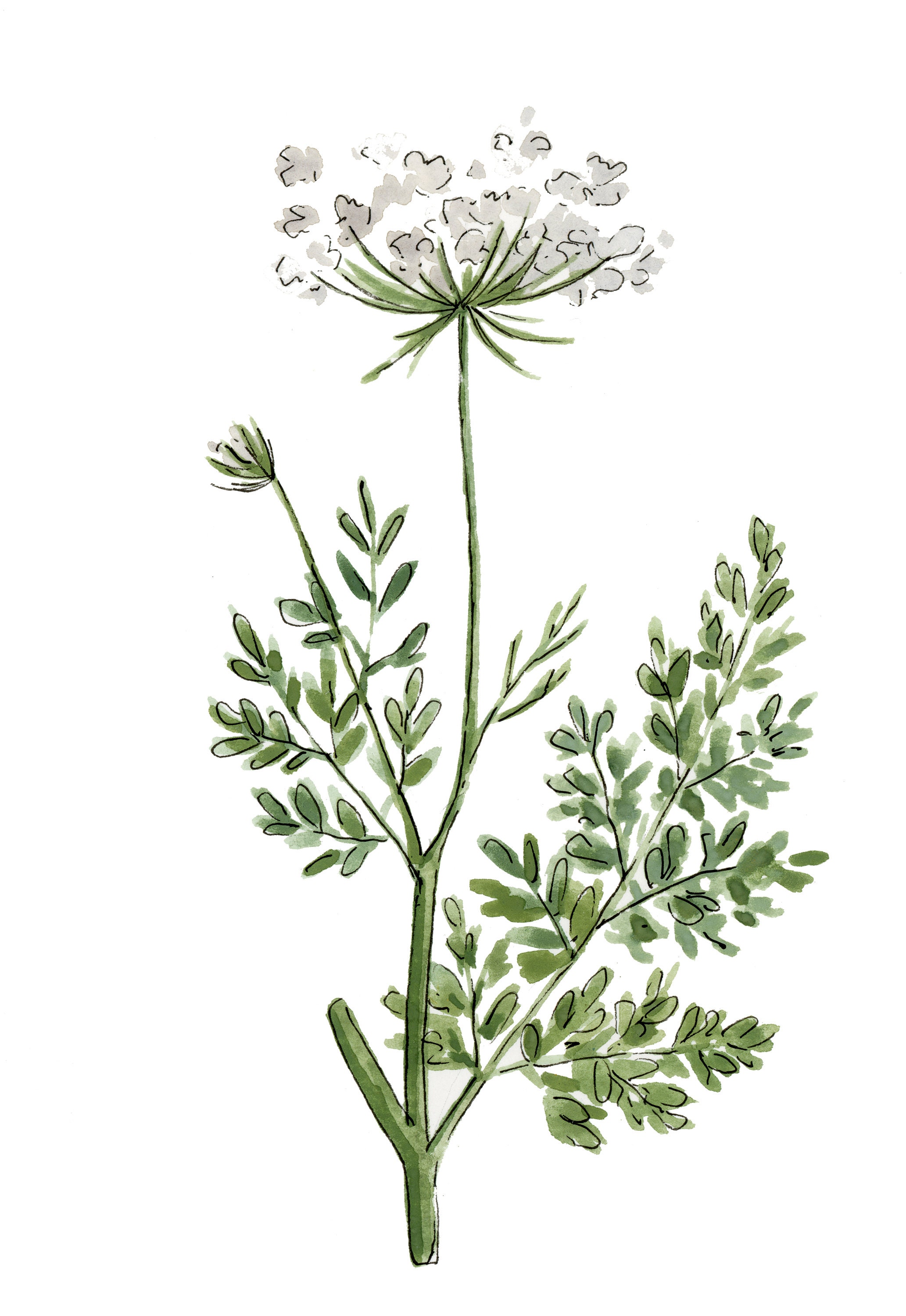 Queen Anne's Lace Flower Print: Botanical Wall Art, image size:2065x3000