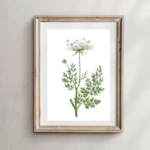 Queen Anne's Lace Print, Queen Anne's Lace Flower, Botanical Florals, Botanical Art, Botanical Wall Art, floral art print, Floral Wall Art