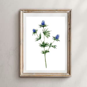 Blue Thistle Watercolor Print: Botanical Wall Art