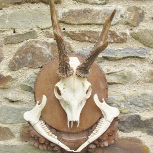 じ*ぱ様 hunting trophy deer skull じ*ぱ様 hunting trophy deer skull Amazon.com: Ebros Gift Rustic