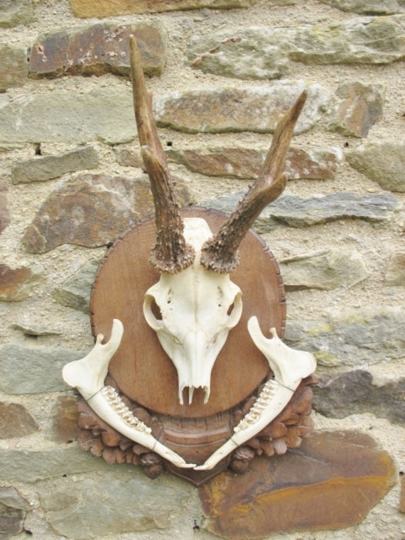 蝦夷鹿hunting trophy（deer skull） 4e99020d545d0204aed7b8782f4e12