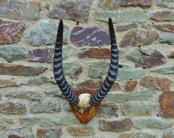 Un bon vieux trophée de chasse de taxidermie d'antilopes / gazelles avec des cornes sur une partie, un crâne monté sur un bouclier en bois