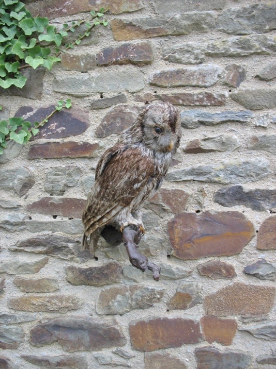 Un Bon Vieux Français La Chouette de Tawny Monté sur Une Branche Pour Le Montage Mur