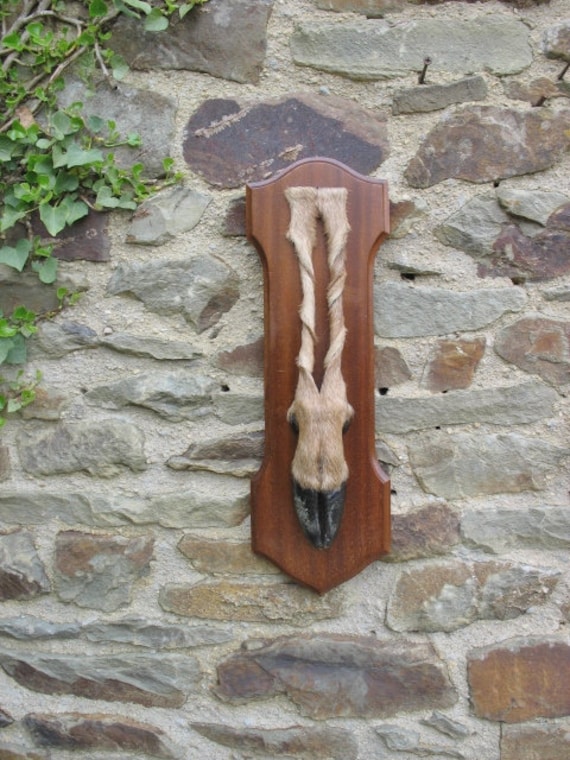 Un Beau Français Taxidermie Trophée de Chasse Pied Cerf Monté sur Un Backboard en Bois