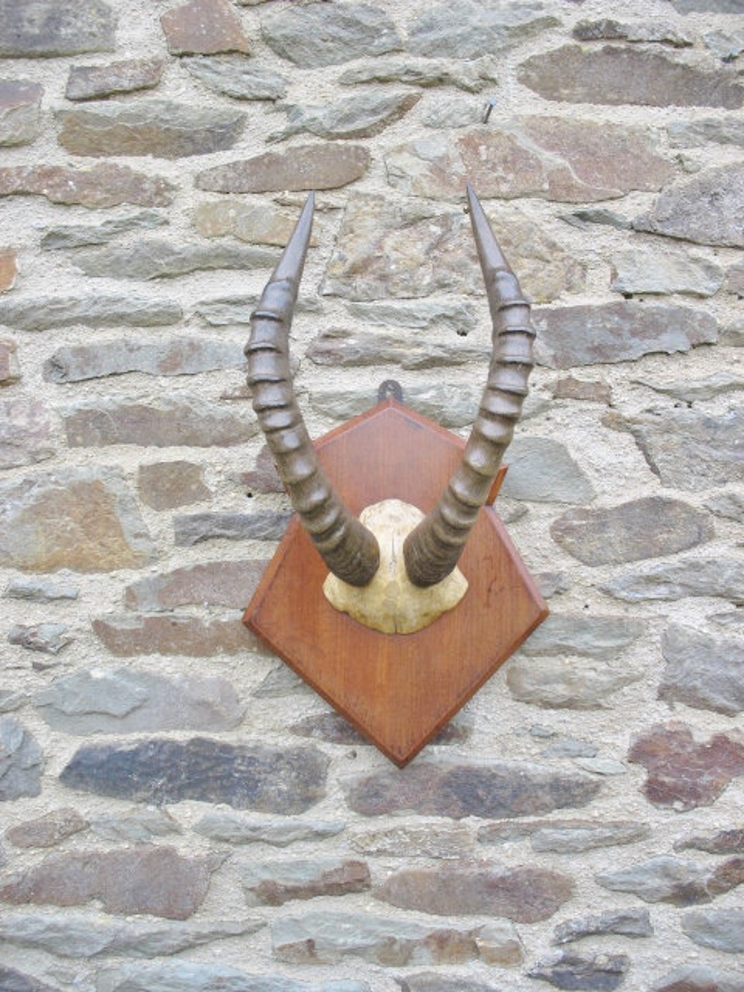 Taxidermie Trophée Corne Antilope Ou Gazelle Objets Collection | eBay