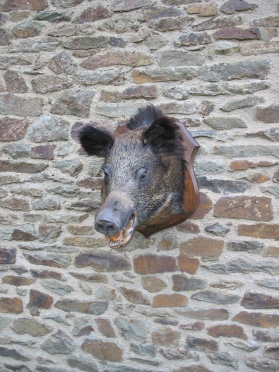 Un Joli Trophée de Chasse à La Taxidermie Vintage Français Grande Tête Sanglier Mâle Montée sur Un B