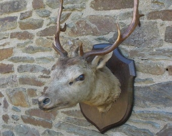 TROPHÉE DE CHASSE Beau PIED D’HONNEUR de cerf Monté sur écusson VAL