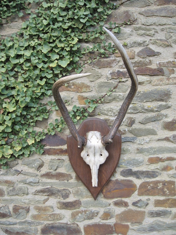 Trophée De Chasse - Pied D'honneur Cerf - Les Cerfs De La Cour 1993 - Argent Massif