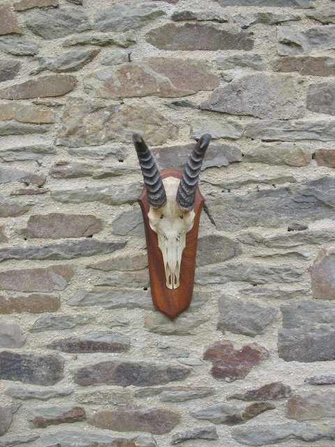 Springbock Antilope Trophée Du Crâne Sur Plaquette de Trophée Hl 35 CM Déco