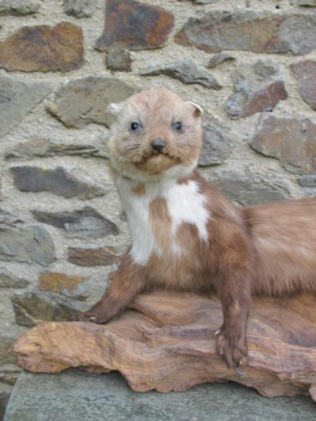 La petite histoire de la taxidermie - Decofinder
