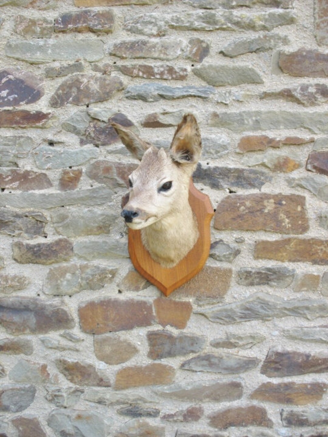 A Very Nice French Taxidermy Hunting Trophy Young Male Deer Head With