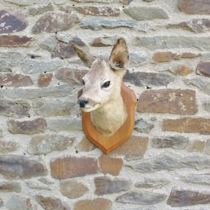 May include: A mounted deer head with a brown wooden plaque on a stone wall.