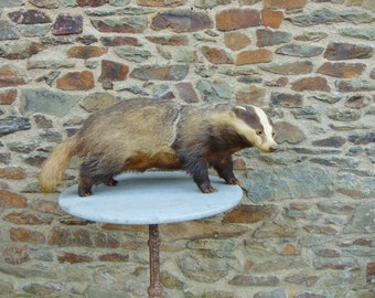 A Very Good Vintage French Taxidermy Hunting Trophy Free Standing Adult Badger