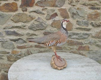 A Taxidermy Partridge Mounted On A Wood Base