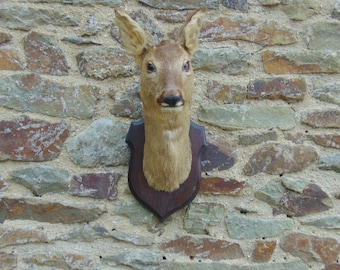 A Very Nice French Taxidermy Hunting Trophy Female Deer Head Mounted On A Wooden  Shield