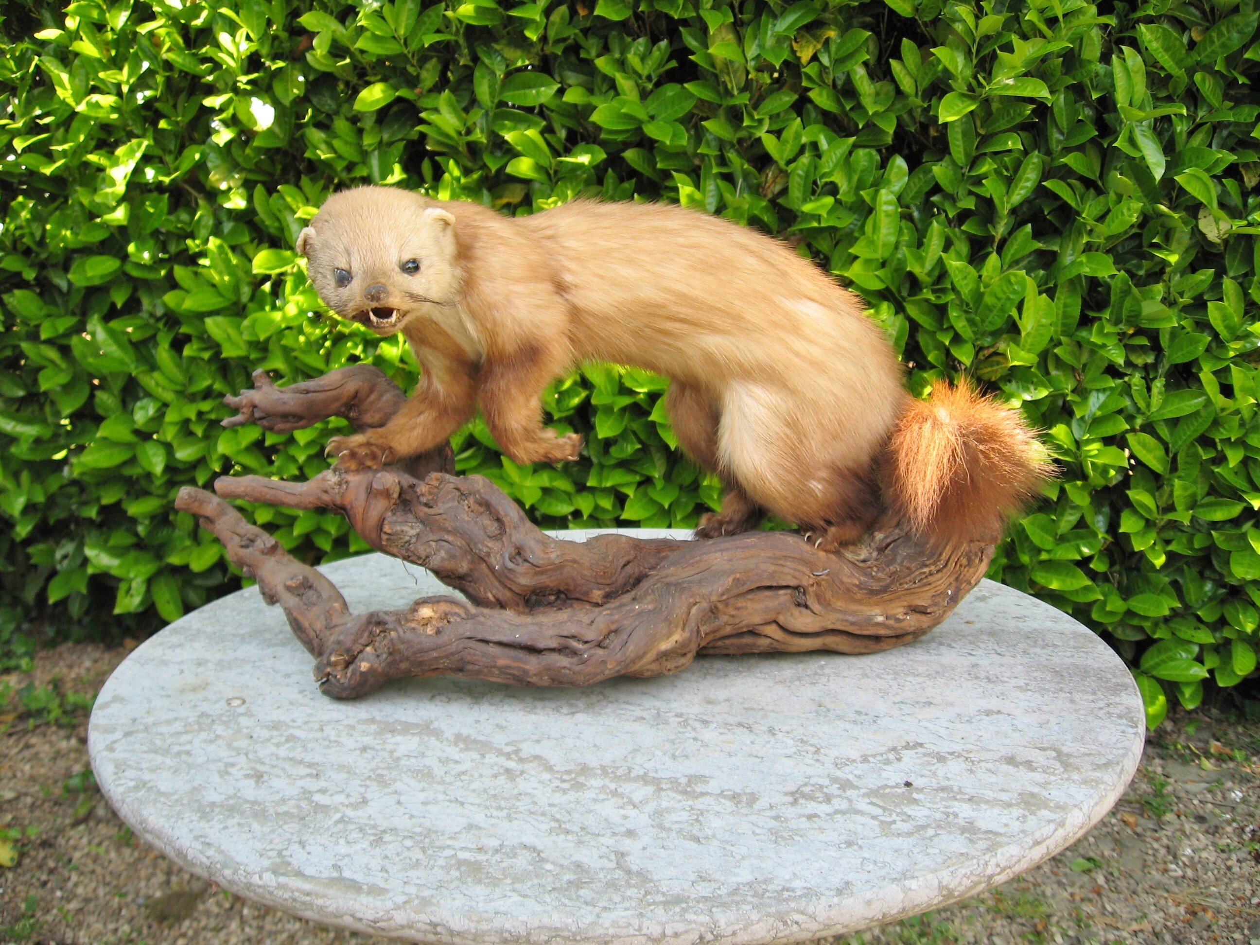 A Nice Vintage French Taxidermy Fouine Pine Marten Mounted On Etsy A Nice Vintage French Taxidermy Fouine Pine Marten Mounted On Etsy