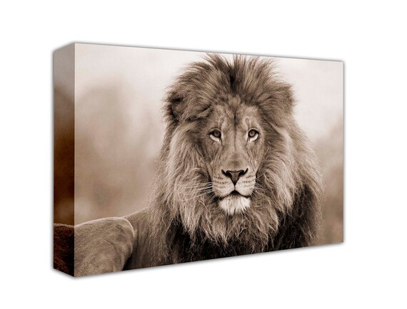 Sepia African Lion Canvas Print, Ready to Hang - Etsy