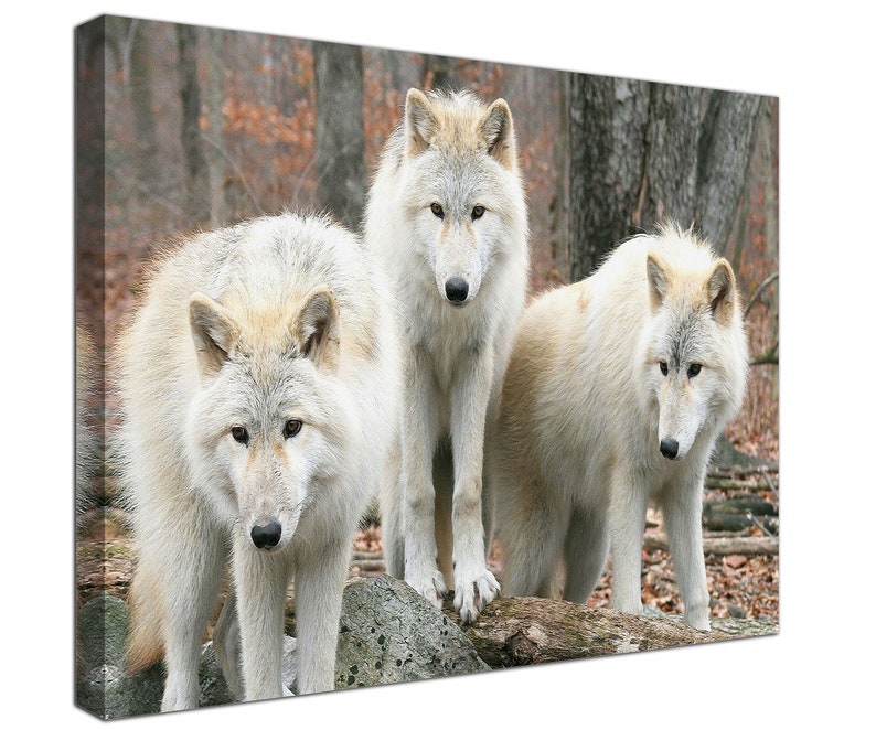 Framed Wolf Canvas Print, Gray Wolves Wall Art - Etsy