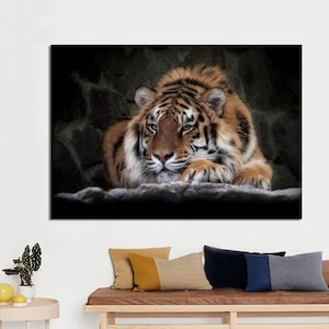 May include: A close-up of a tiger lying down with its head resting on its paws. The tiger has orange and black stripes and is looking directly at the camera.