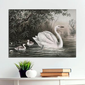 Vintage Swans Art Print on Canvas, Vintage Swan Poster Art, Classic Swan Art, Beautiful Swan Print, Swan Wall Art on CANVAS Ready to Hang.