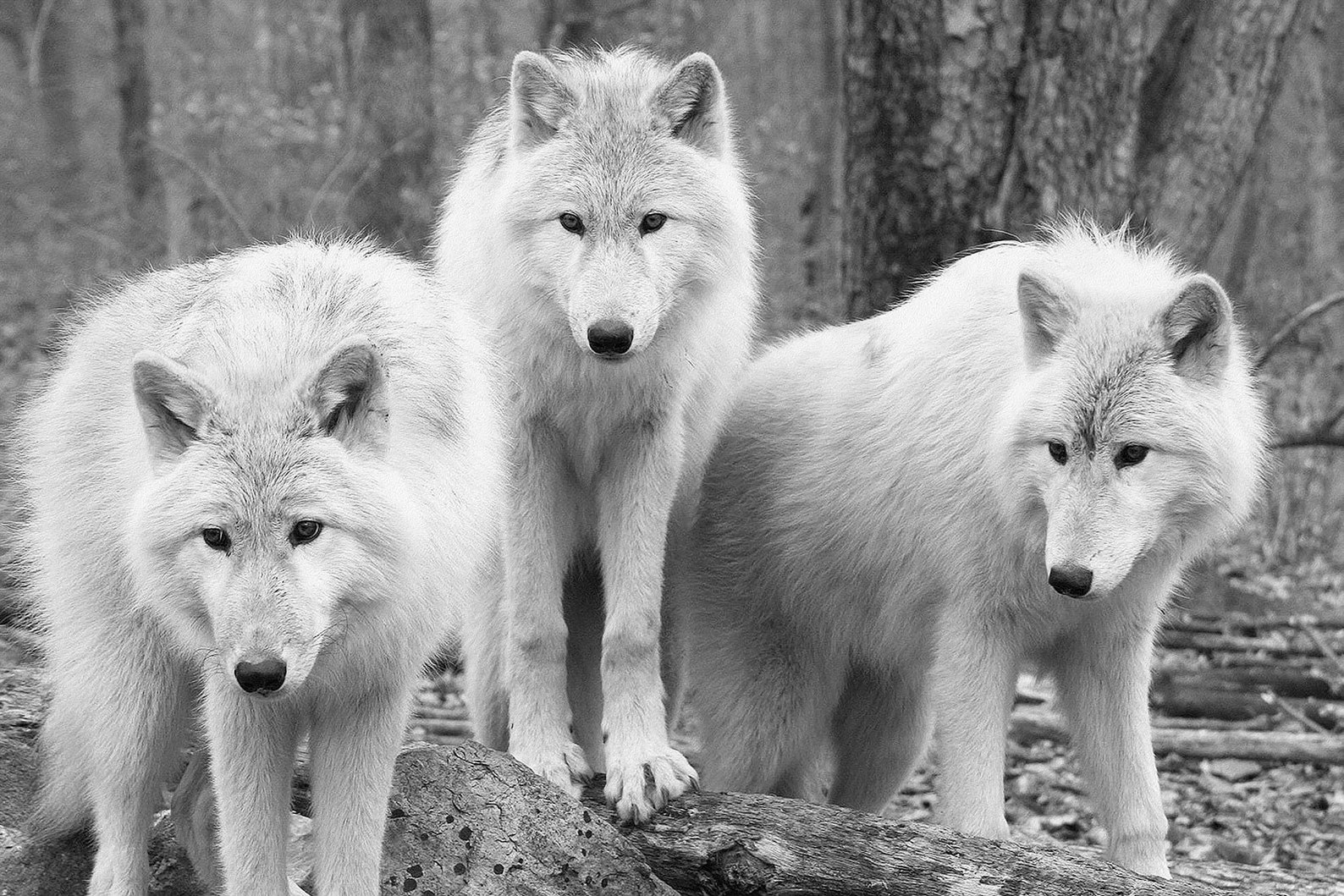 Wolf Art Canvas Framed Wolves Picture Canvas Print Wolf Etsy