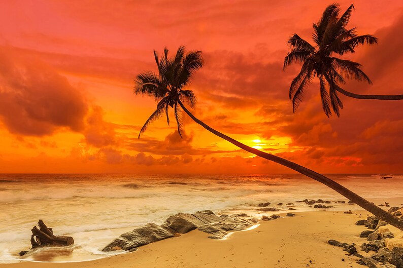 May include: Silhouette of two palm trees on a beach at sunset. The sky is a vibrant orange and red, with clouds in the background. The ocean is a deep blue, with waves crashing on the shore.
