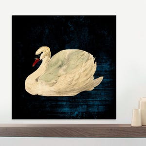 Aert Schouman - Knobbelzwaan, Mute Swan, Antique Swan Canvas,  Black Background Swan Art, Vintage Dark Swan Art, CANVAS Print Ready to Hang.