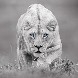 May include: A white lion with piercing blue eyes stares directly at the camera. The lion is in a crouched position, with its paws on the ground and its head held high. The background is blurred, creating a sense of depth and focus on the lion.
