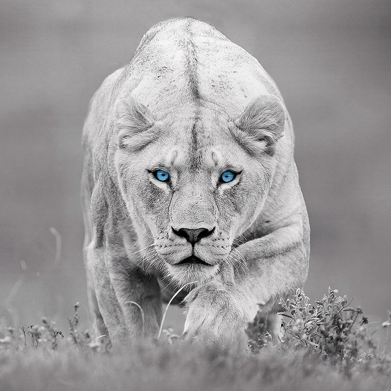 May include: A white lion with piercing blue eyes stares directly at the camera. The lion is in a crouched position, with its paws on the ground and its head held high. The background is blurred, creating a sense of depth and focus on the lion.
