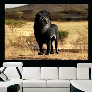 Rare black African lion Canvas Print, African Lion, Ready to hang Lion wall art, Lion wall art, Wall art, Lion canvas, large canvas