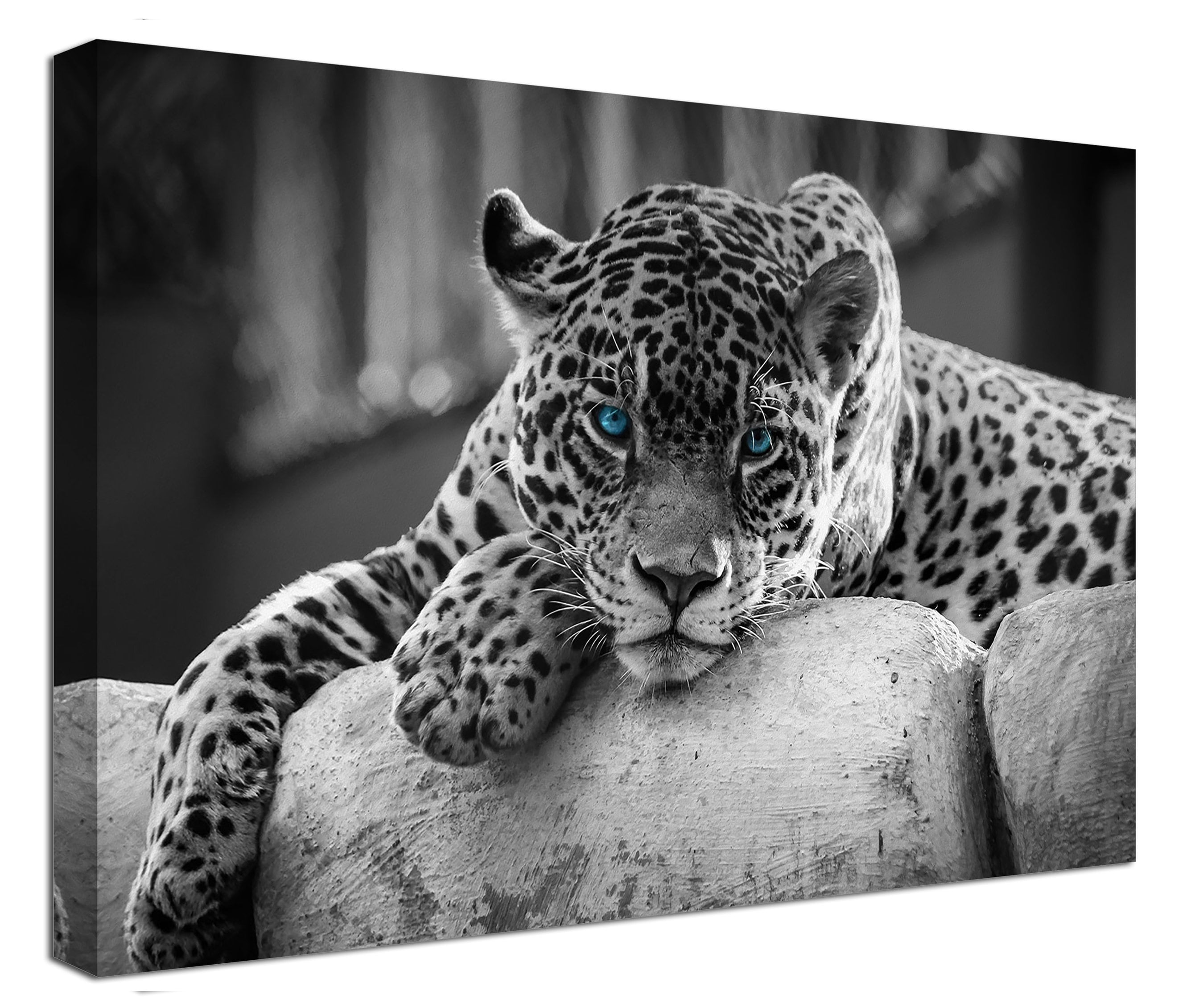 Leopard black and white canvas print with wooden canvas holder