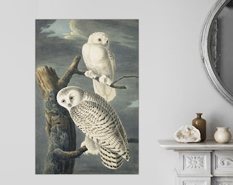Snowy Owls Giclée Canvas Print, Audubon Style Owl Art