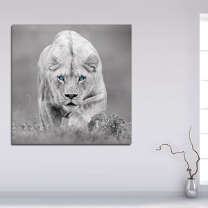 May include: A white lion with blue eyes stares directly at the camera. The lion is in a grassy field and is walking towards the viewer.