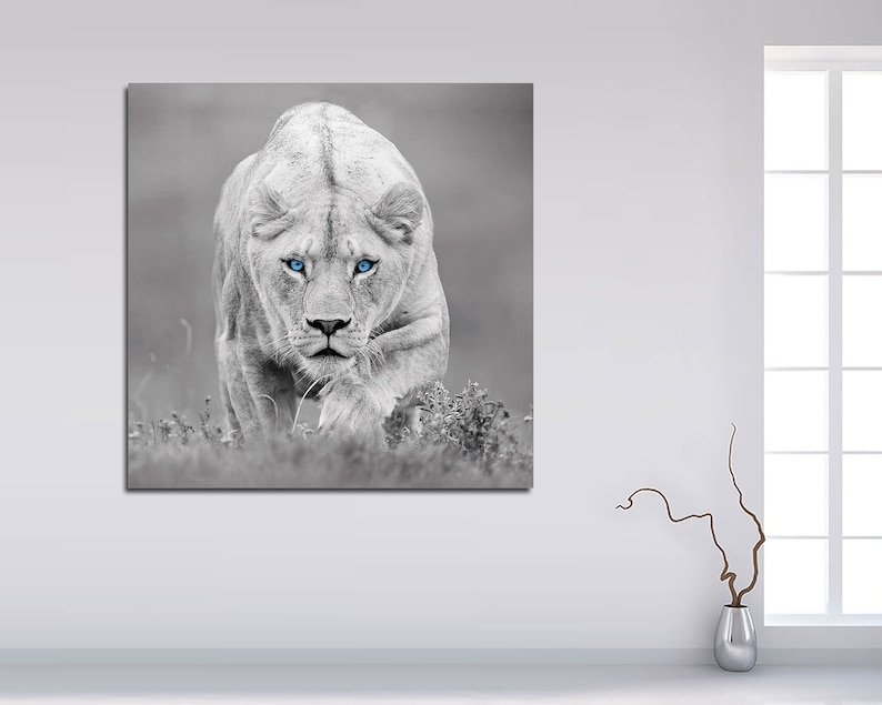 May include: A white lion with blue eyes stares directly at the camera. The lion is in a grassy field and is walking towards the viewer.