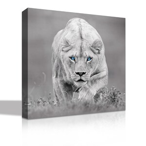 May include: A black and white photo of a lioness with bright blue eyes, walking towards the camera in a grassy field.