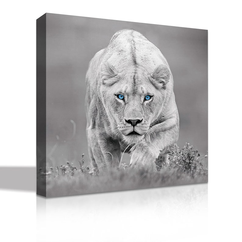 May include: A black and white photo of a lioness with bright blue eyes, walking towards the camera in a grassy field.