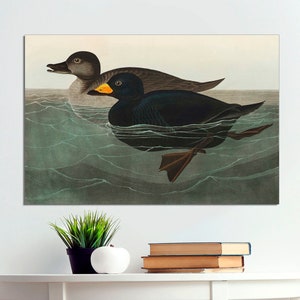 CANVAS Art Ready to Hang American Black Scoter Duck Print by John Audubon, Birds of America, Giclee Fine Art, Bird Painting, Wall Art Poster