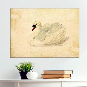 CANVAS Print Ready to Hang, Aert Schouman - Knobbelzwaan, Mute Swan, Antique Swan Canvas Print, Classic Large Swan Art, Vintage Swan Art,