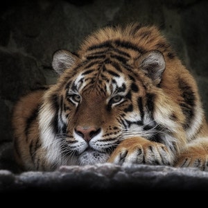May include: A close-up of a tiger's face, with its head resting on a rock. The tiger has orange and black stripes, and its eyes are closed. The tiger's fur is soft and fluffy.