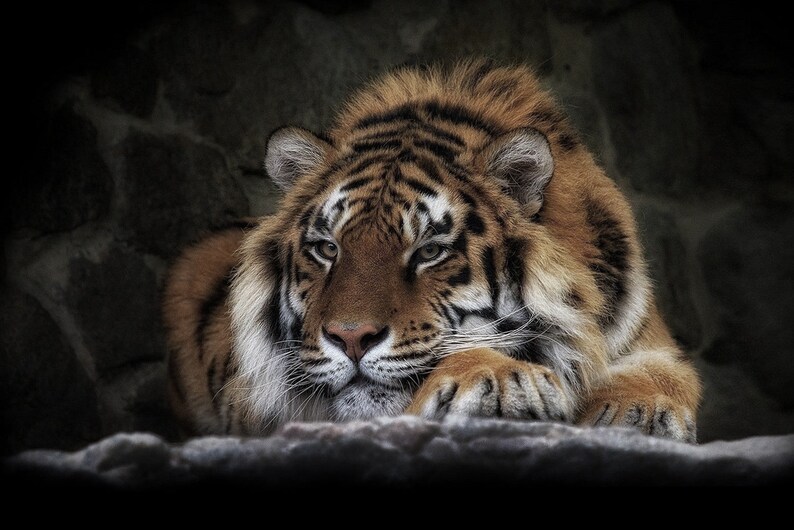 May include: A close-up of a tiger's face, with its head resting on a rock. The tiger has orange and black stripes, and its eyes are closed. The tiger's fur is soft and fluffy.