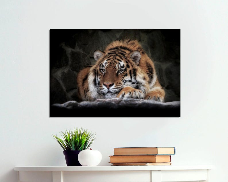 May include: A close-up of a tiger lying down with its head resting on its paws. The tiger has orange and black stripes and is looking at the camera.