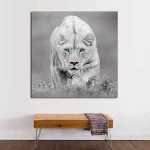May include: A black and white photograph of a white lioness with bright blue eyes. The lioness is walking towards the camera with its head held high.