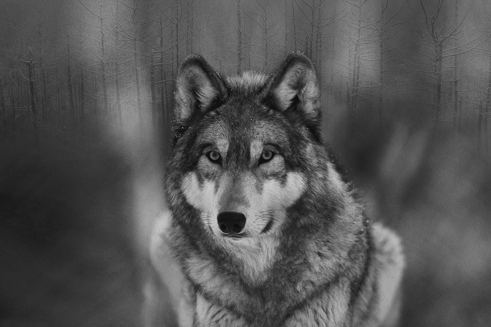 Grey Wolf Canvas Print Wolf Wall Art Canvas Print. Wall Art | Etsy