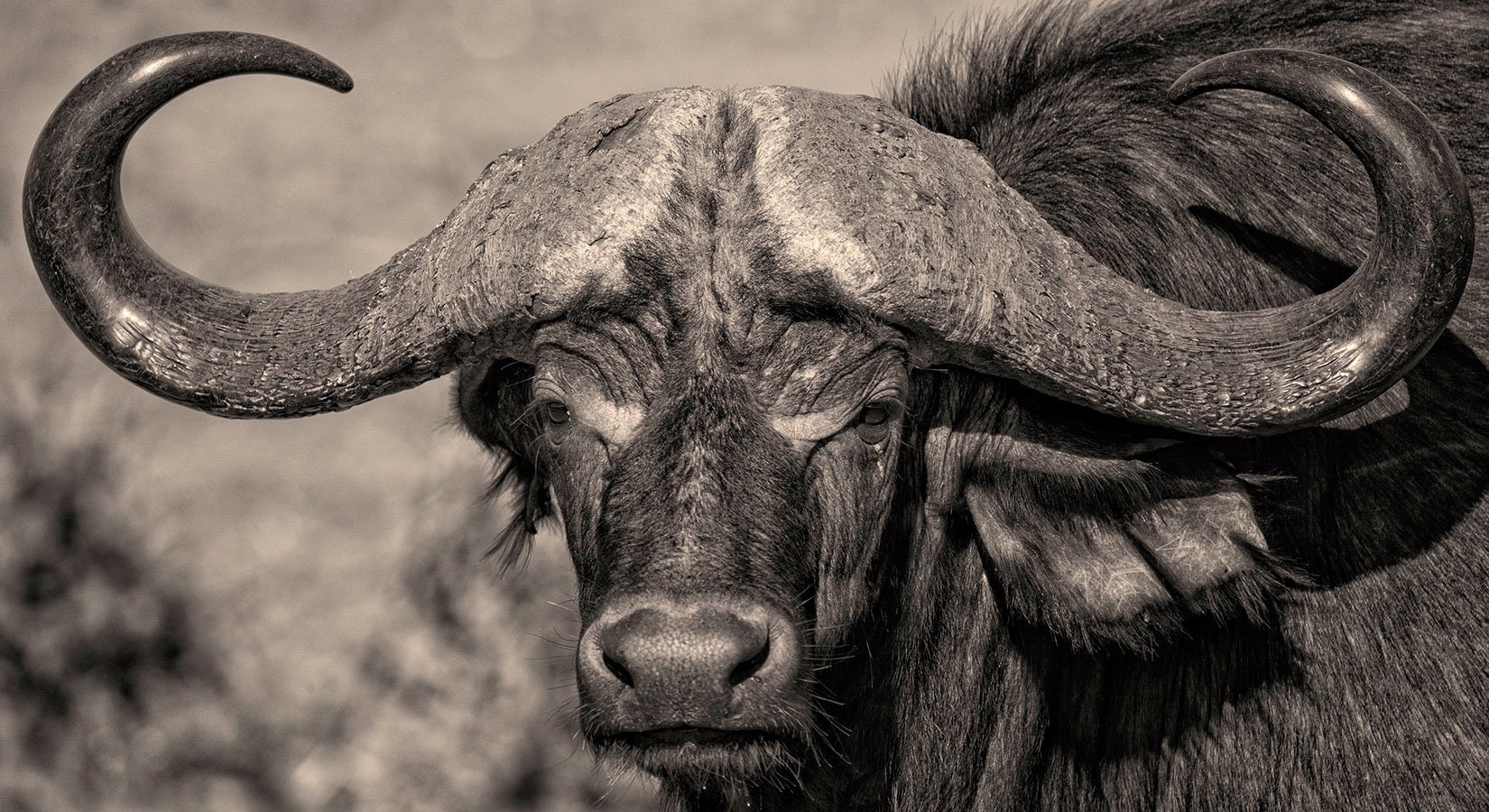 Bull Large Canvas Art Bull Art Decor Wall Art Print Black and Etsy UK