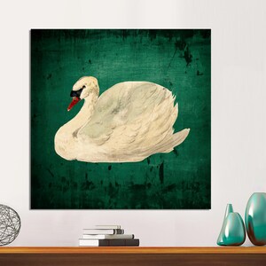 Aert Schouman - Knobbelzwaan, Mute Swan, Antique Swan Canvas,  Black Background Swan Art, Vintage Dark Swan Art, CANVAS Print Ready to Hang.